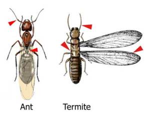 ant-termite-comparison